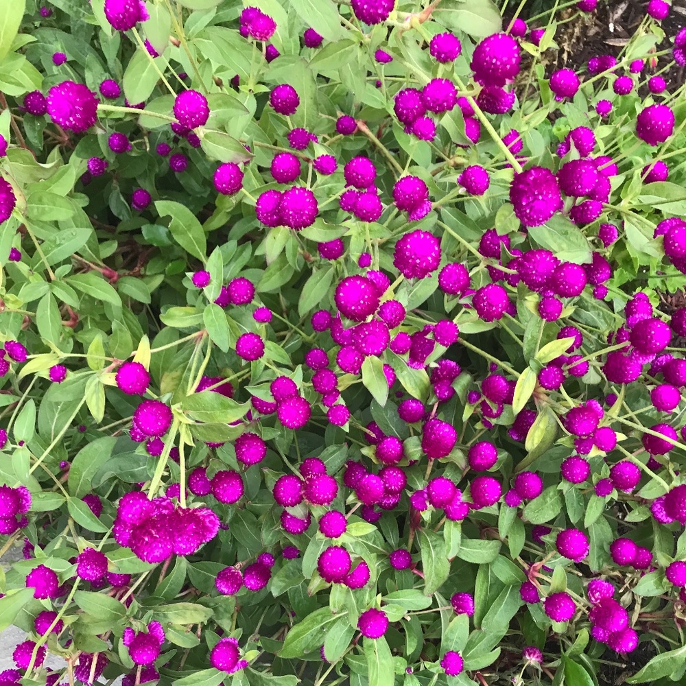 Meet your Posher, Rolanda